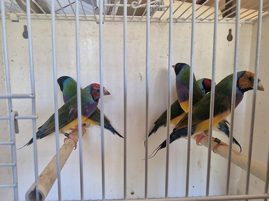 Diamantes de Gould