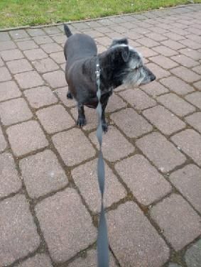 Oddam psa w dobre ręce