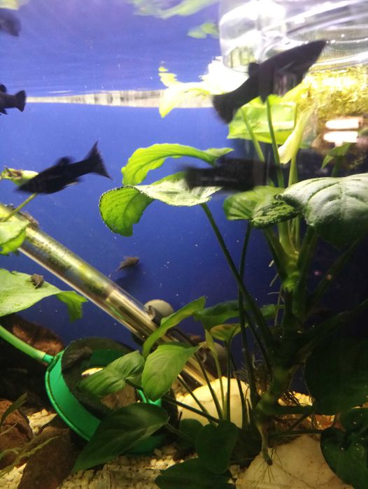 Molinezje rybki młode