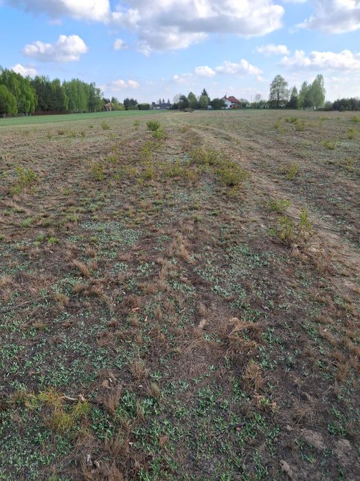 Sprzedam działki Kazimierzów blisko Jezioro Lucieńskie 300 metrów i Białe 3 km - Więcej