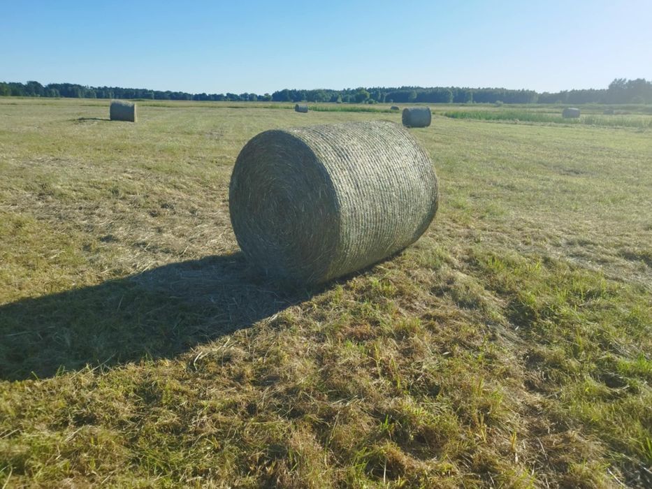 Siano bele pierwszy pokos