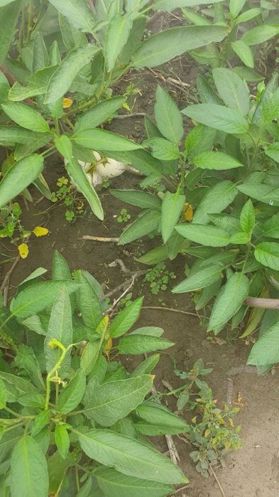 Продаю саженцы  ПЕПИНО . Гранат,киви,инжир.