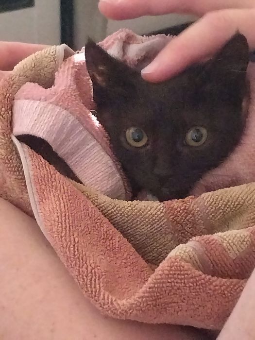 Gatinhos e gatinhas  2meses pretos meigos