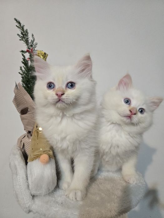 OSTATNI Kocurek Ragdoll FPL