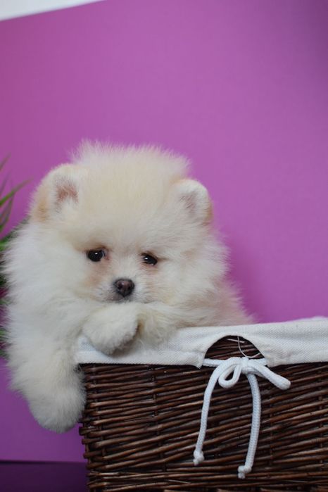 Кукольний хлопчик шпіц