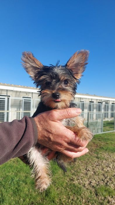 Menino Yorkshire Terrier TOP