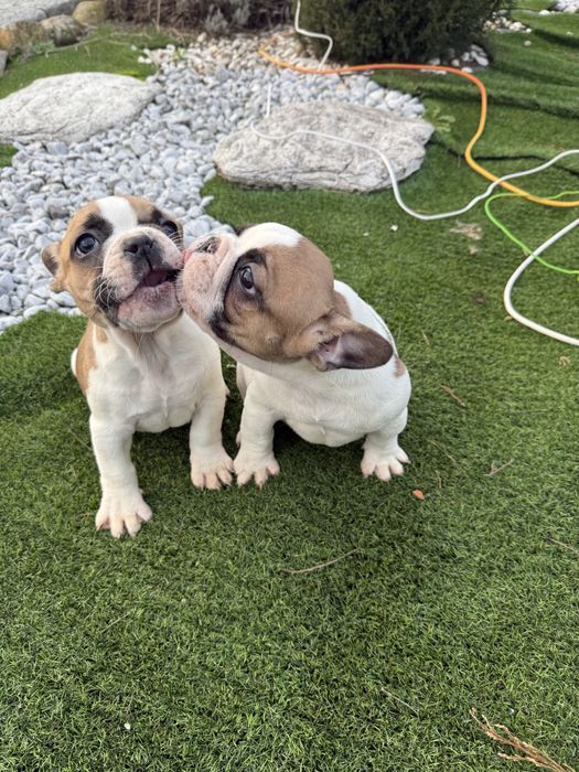 Bulldog francês  maravilhoso
