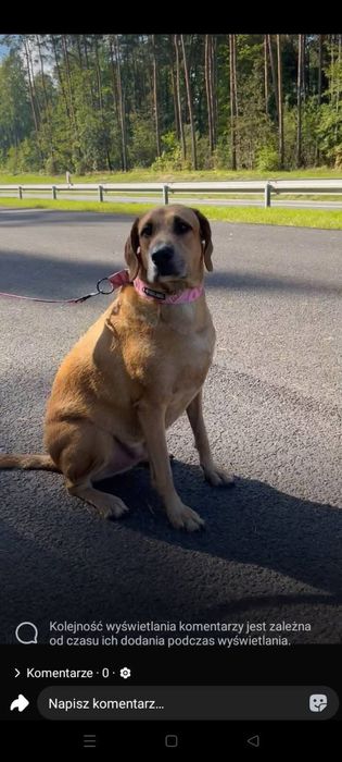 4 letni duży pies Ramzes szuka kochającej rodziny