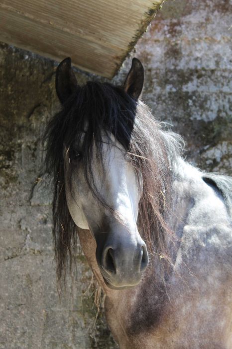 Cavalo Lusitano
