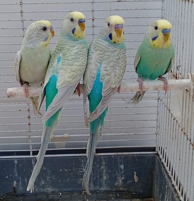 Piriquitos australianos
