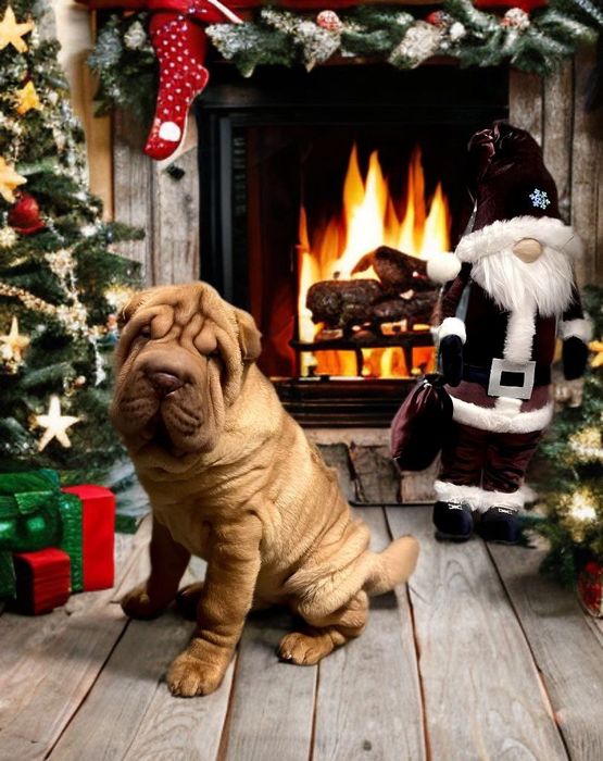 Хлопчик  Королівського  Шар-пея