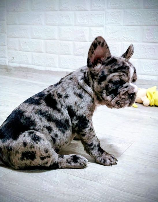 Французский бульдог красуня