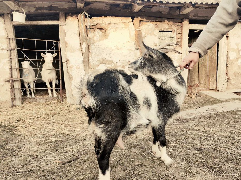 Продам козу ,козенят.