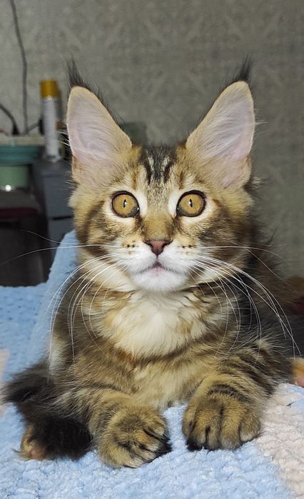 Котятки породы Мейн Кун