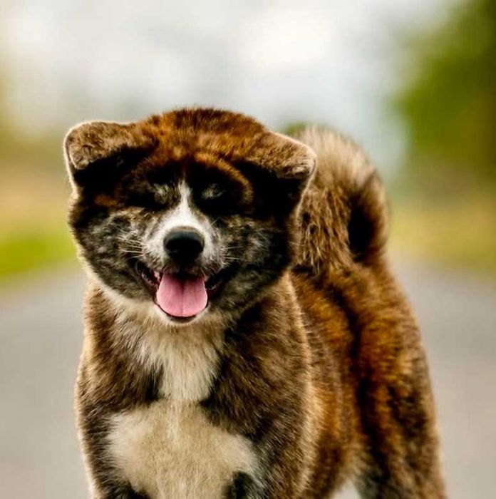 Akita Japońska*pręgowany samiec*ZKwP*