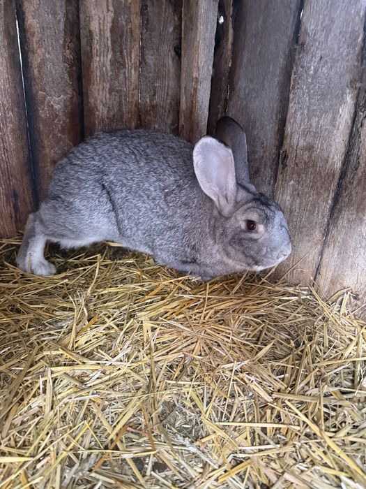Кролики на розплід/мяʼсо