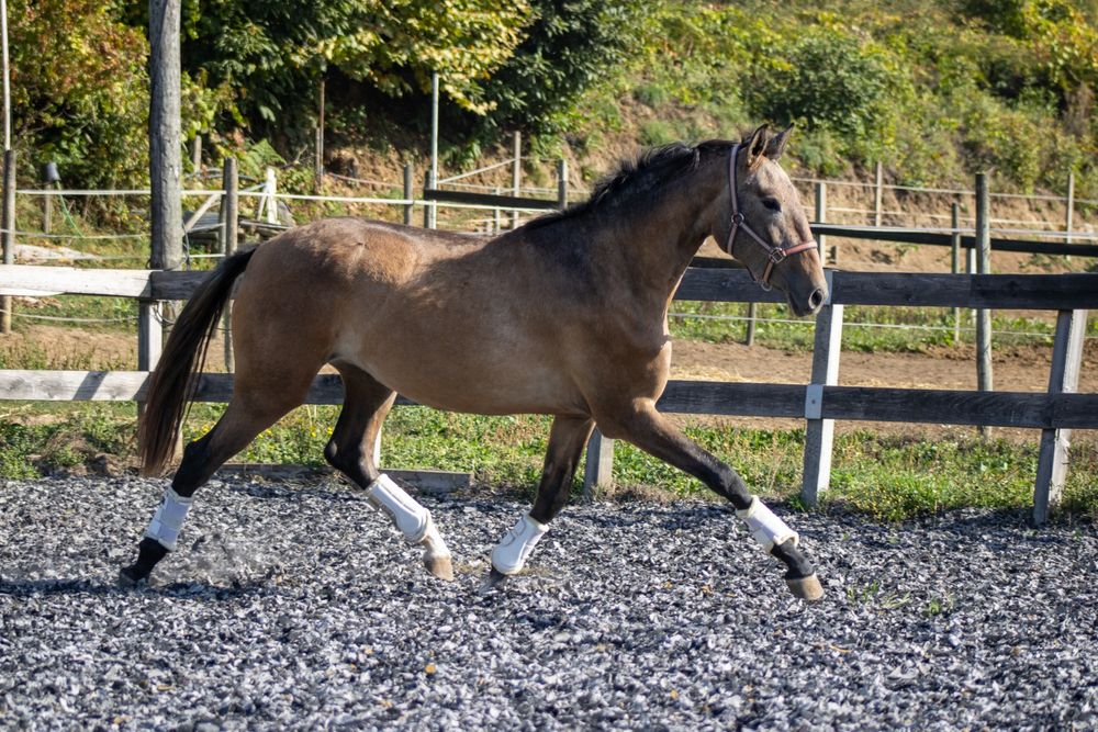 Poldra lusitana 3 anos