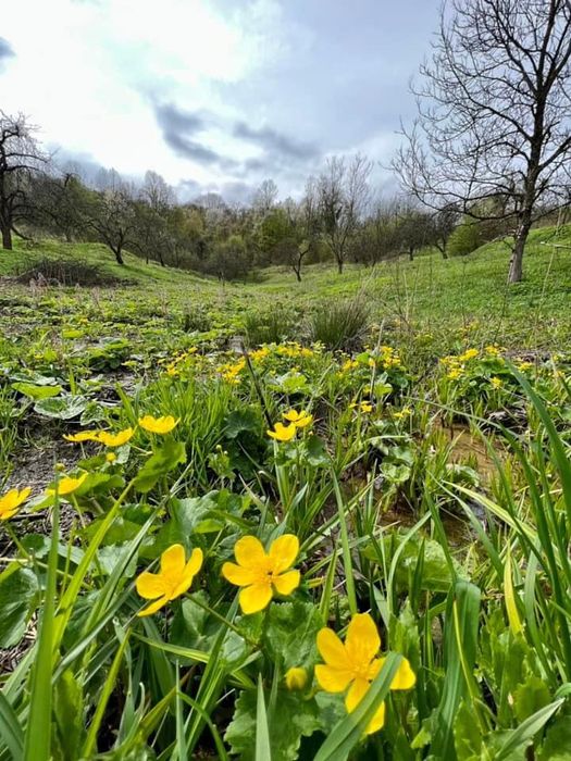 Карпати! Земля під будинок серед лісу та гір!