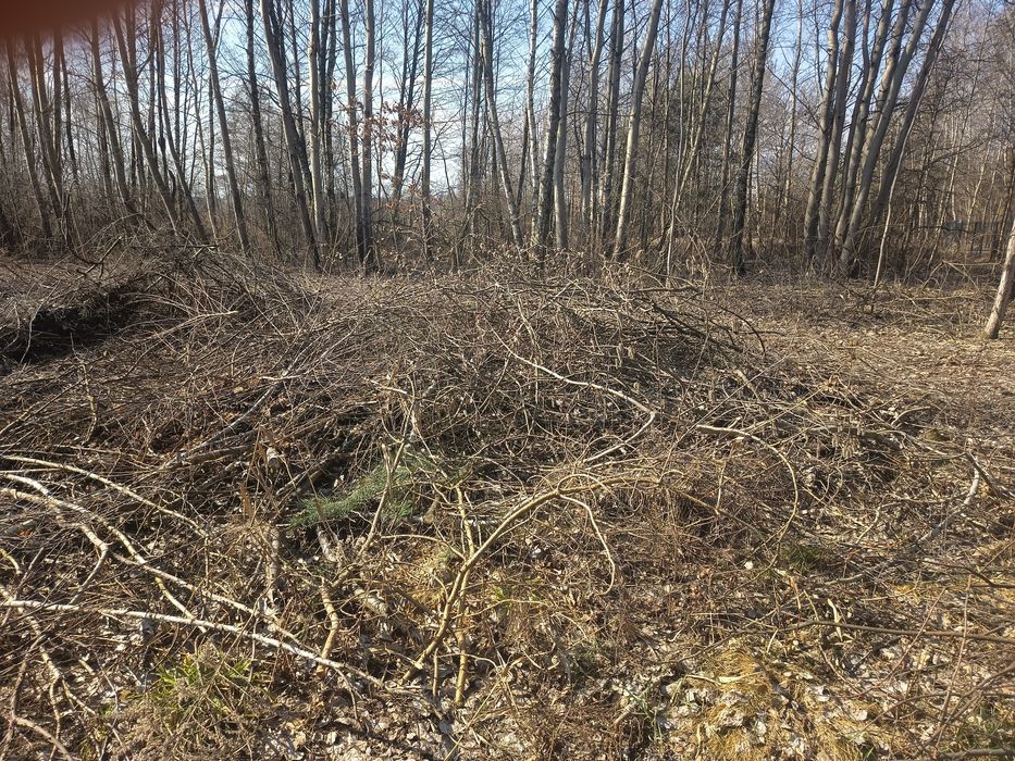 Oddam galęzie drzew liściastych