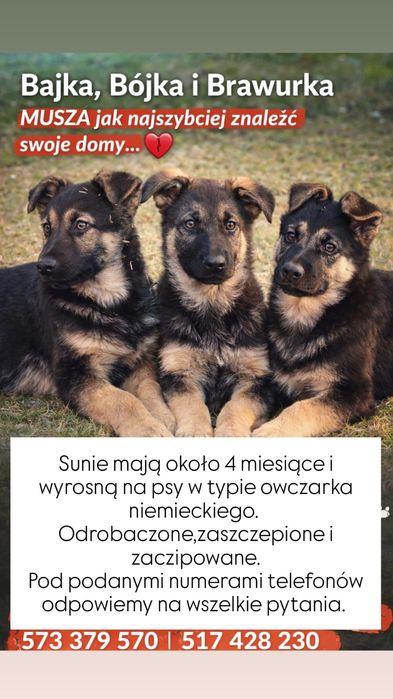 Cudne sunie do adopcji!