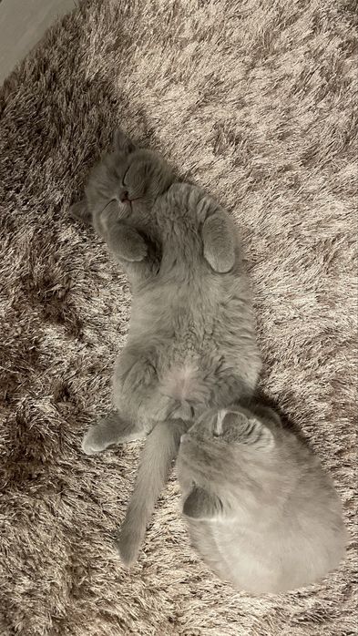 Kotki brytyjskie krótkowłose z rodowodem PZF/WCF