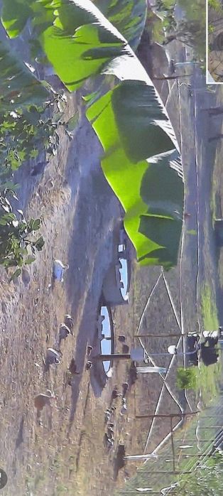 Aves várias para venda, faisões, patos mudos, gansos badoca, fracas, c