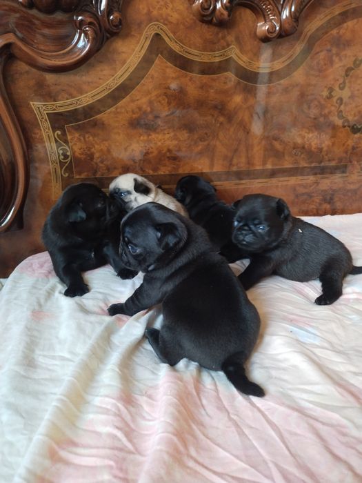 Шикарные малыши мапсята с документами клуба УКФ