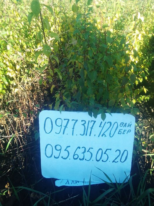 Підщепа різна для плодових культур