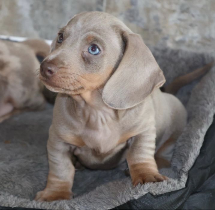 Jamnik Miniaturowy Piesek Liliowy