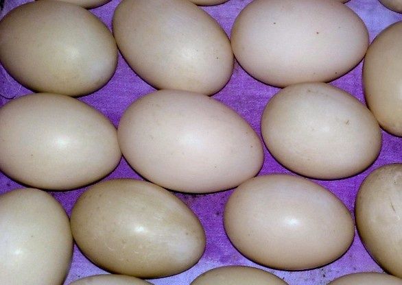 Інкубаційні яйця індокачок важких