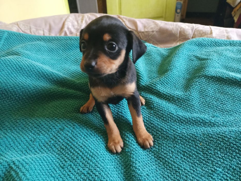 Той тер'єр дівчинка