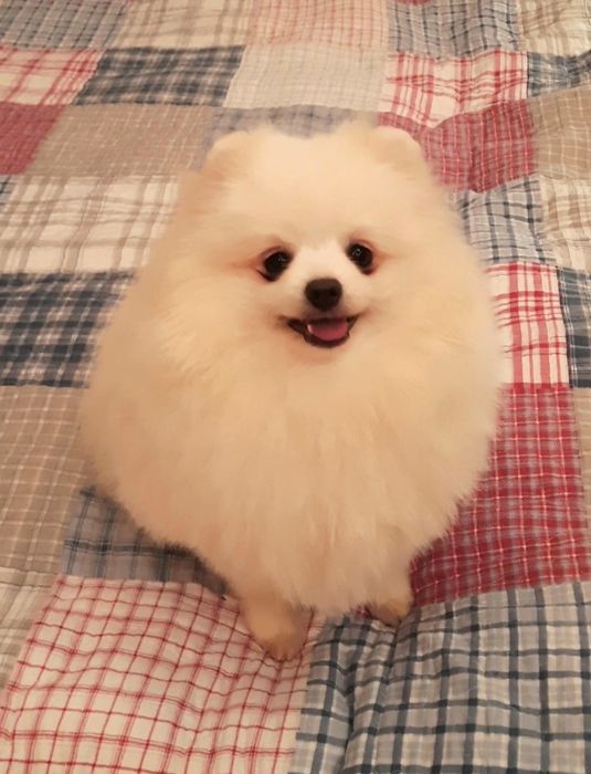 Померанский шпиц в белоснежной шубке приглашает невест