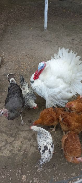 Продам  індики домашні