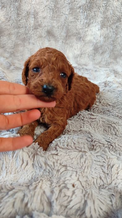 Pudel toy miniatura Red