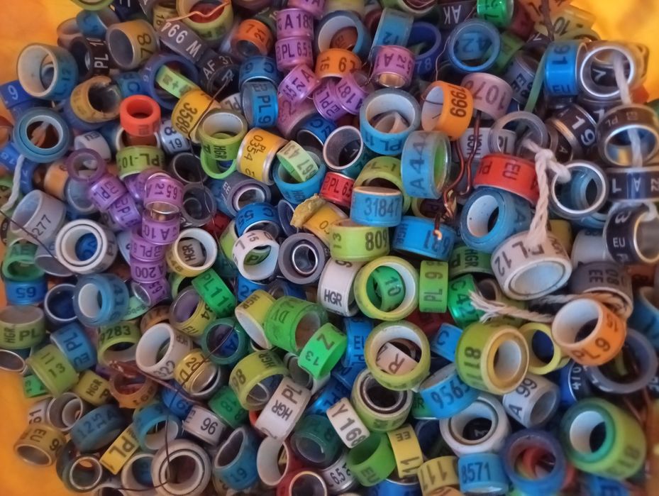 Obrączki dla gołębi z różnych lat