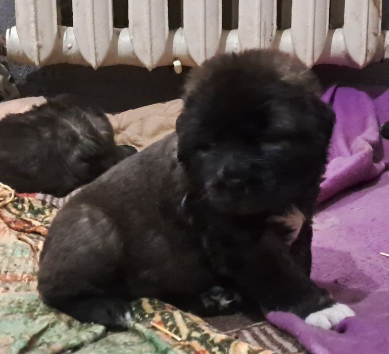 Цуценята кавказської вівчарки