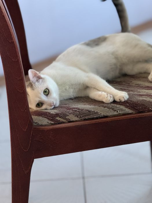 Blanka, Misia i ich mama Biała pilnie szukaja domu