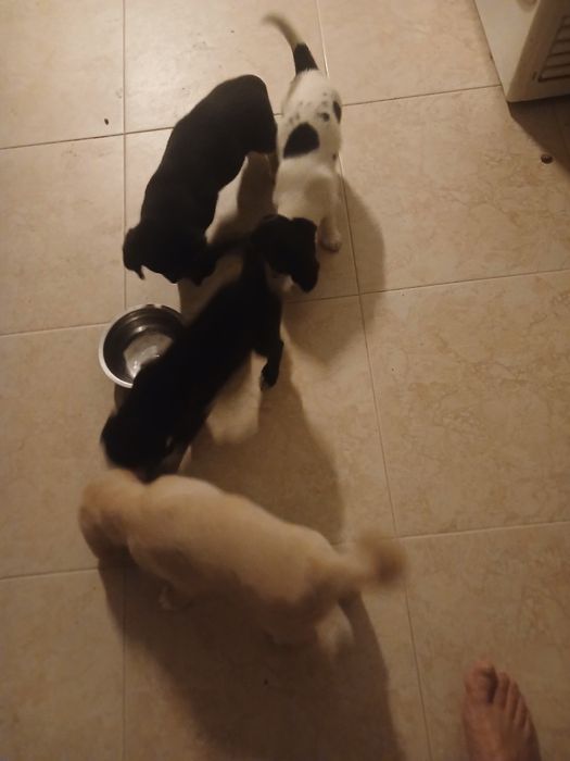 Labradores para adoção