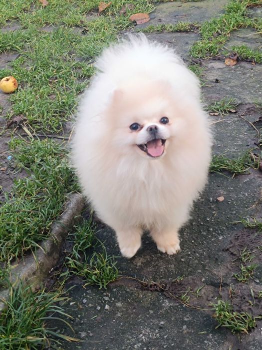 Померанський шпіц