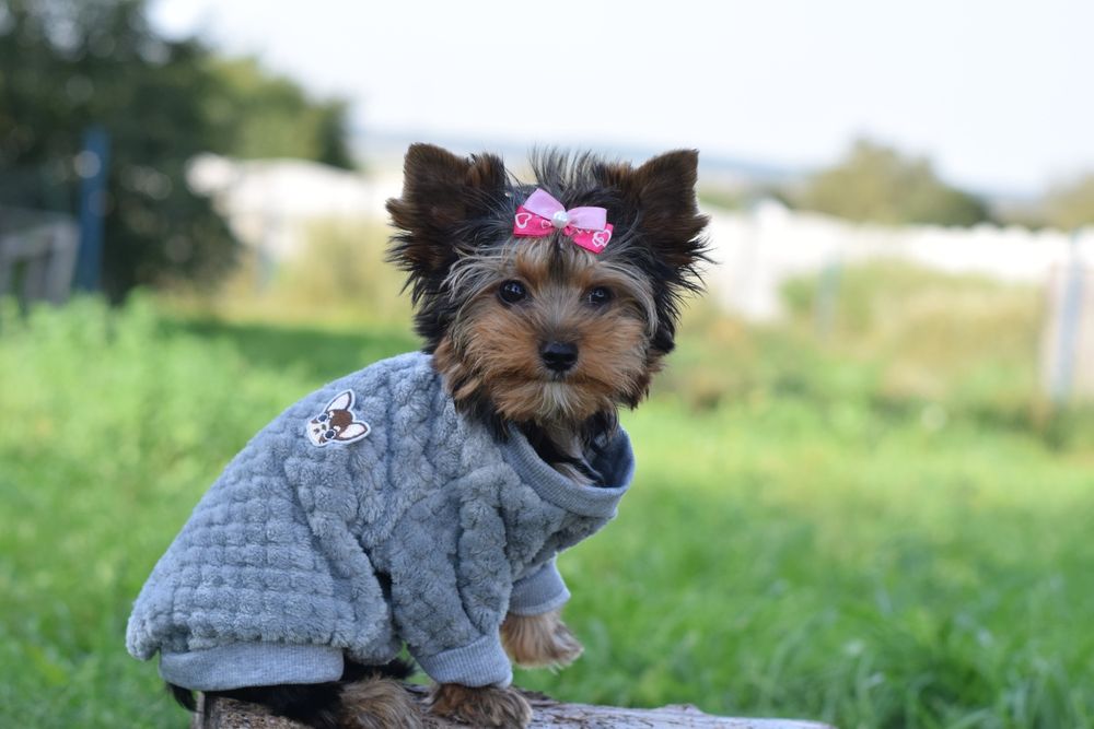 «Міні-диво в пухнастій шубці» йорк