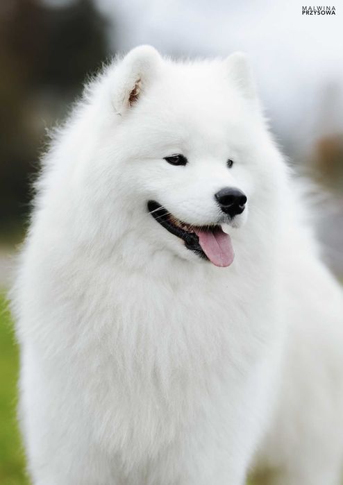 Samoyed piesek FAGO (szczeniak)