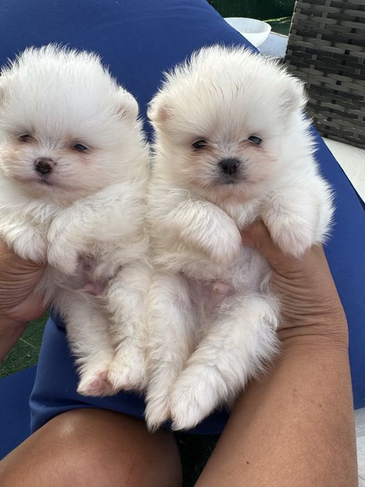 Lulu da Pomerânia Branco MINI com LOP