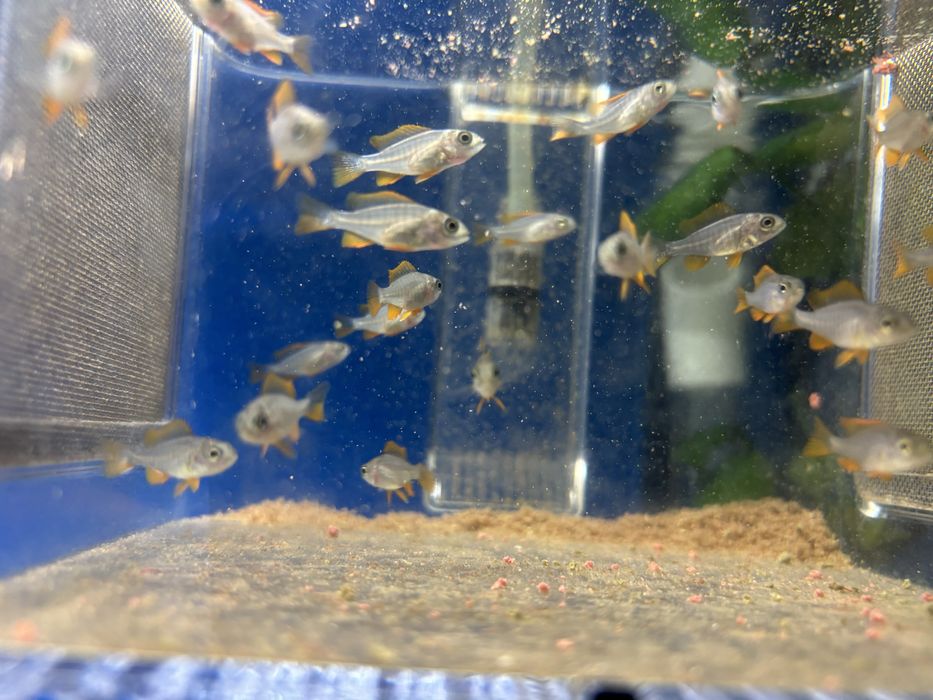 Crias Red Fin Kadango
