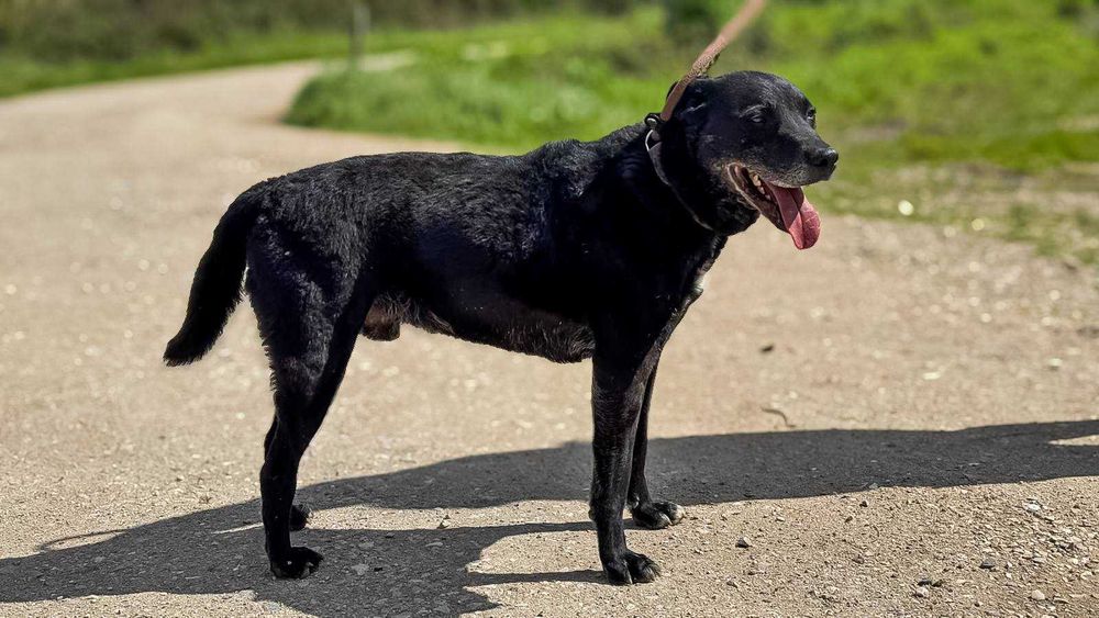 Akon - Cão médio para adoção