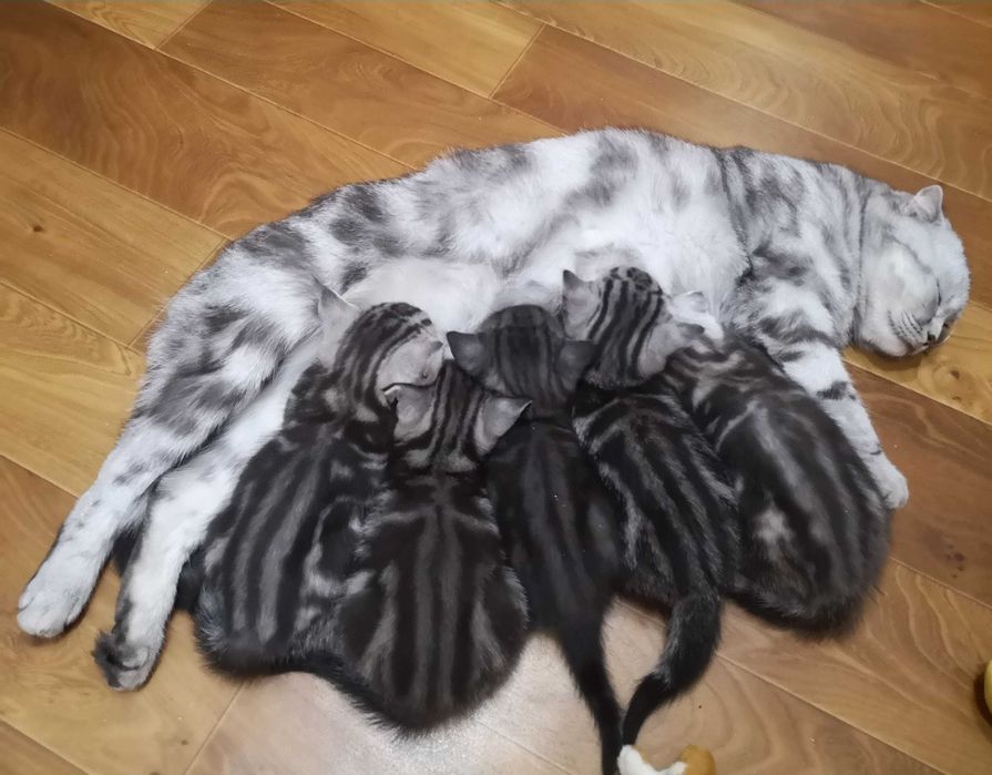 Шотландский прямоухий кот для вязки