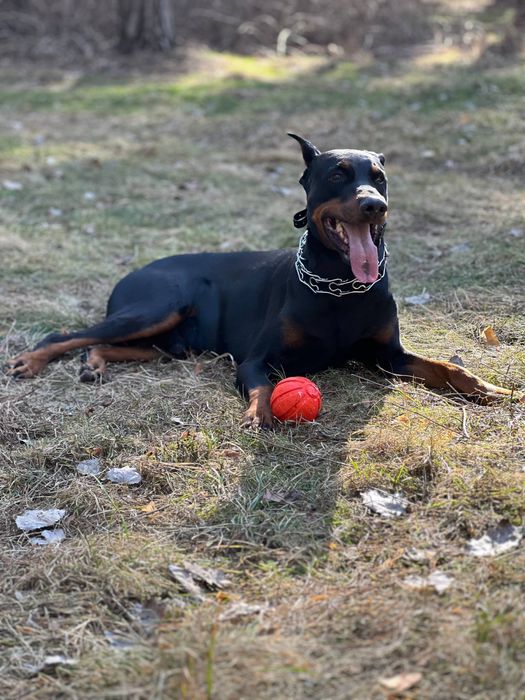 Предлагается доберман для вязки