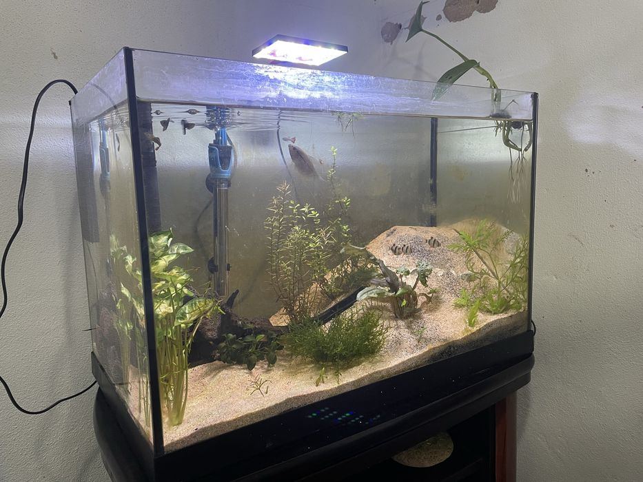 Aquário 87Litros Plantado C/ rochas e troncos + Fauna