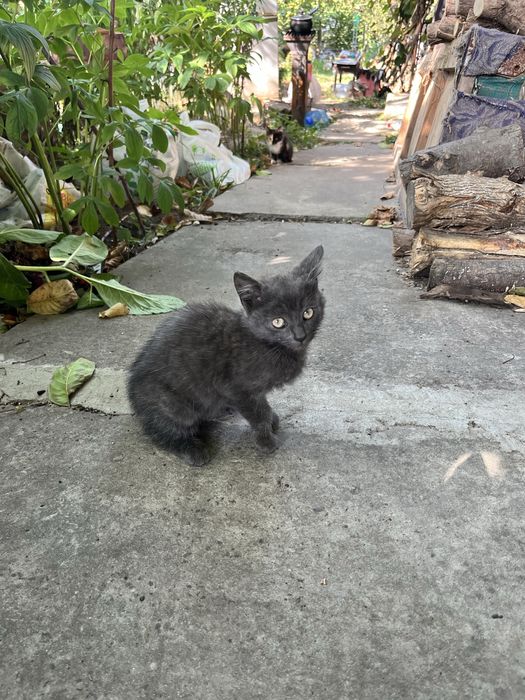 Кошенята, кішка, кіт безкоштовно