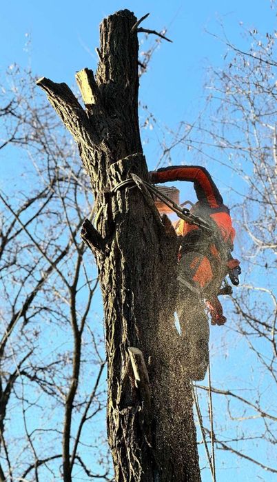 wycinka drzew / przycinanie / tuje / usługi wysokościowe / mulczowanie