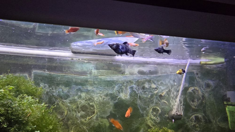 Mollys , Platys , Guppies